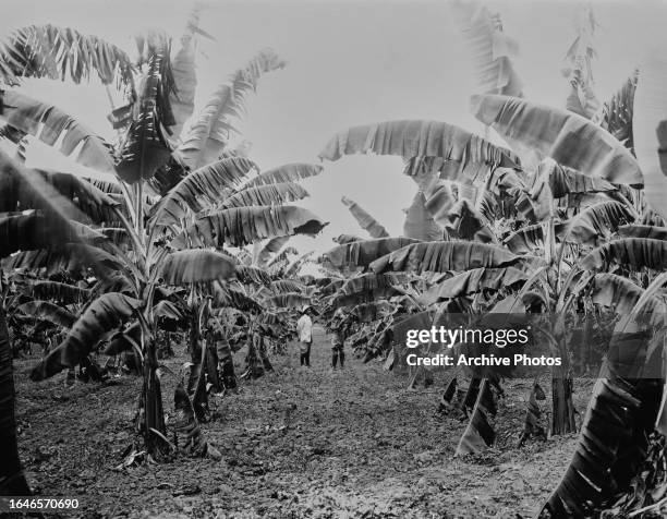 Two men dwarfed by banana trees in a banana grove in Jamaica, circa 1925.