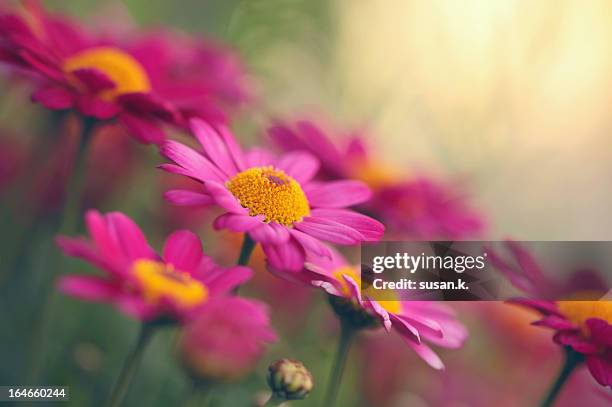 Pyrethrum Photos and Premium High Res Pictures - Getty Images