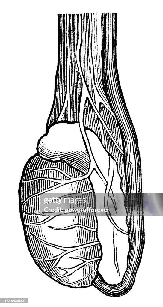 Medical Illustration of a Human Testicle - 19th Century