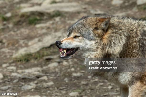 snarling canadian timberwolf - grey-wolf-canis-lupus-snarling-side-view stock pictures, royalty-free photos & images