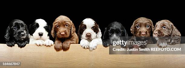 4 week old sprocker puppies - perro de aguas fotografías e imágenes de stock