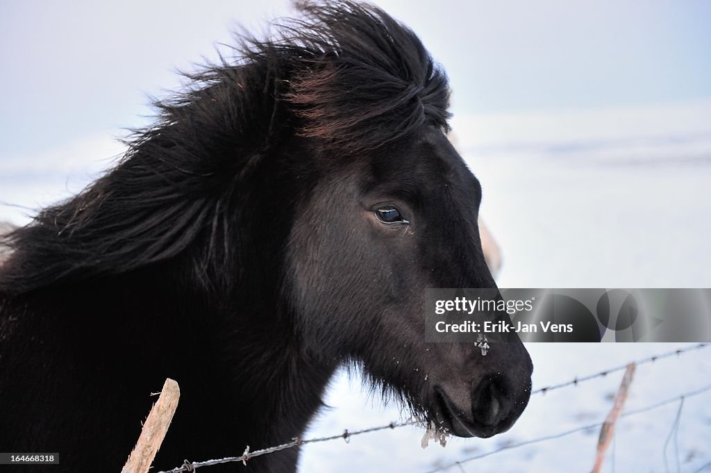 Black Icelandic horse