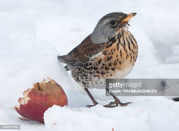Fieldfare sits next to a piece of apple in a snow covered garden in Eichwalde, Germany, on March 26, 2013. AFP PHOTO / TIM BRAKEMEIER GERMANY OUT