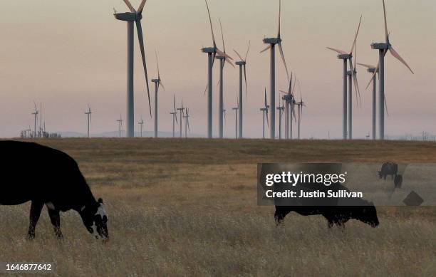 Cows graze on a parcel of land that was recently purchased on August 29, 2023 near Rio Vista, California. Silicon Valley investors Michael Moritz,...