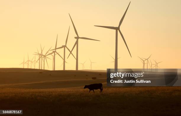 Cow grazes on a parcel of land that was recently purchased on August 29, 2023 near Rio Vista, California. Silicon Valley investors Michael Moritz,...