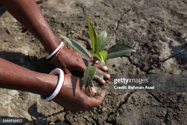 planting mangrove tree - mangroves stockfoto's en -beelden