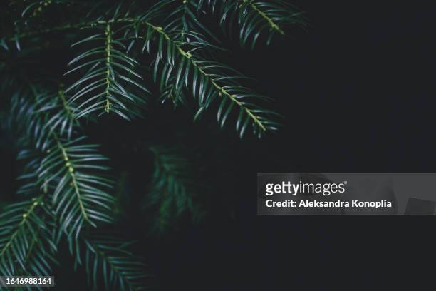 seasonal background with moody green fir tree, yew tree, pine tree branches texture, dark copy space - bakgrundsfokus bildbanksfoton och bilder