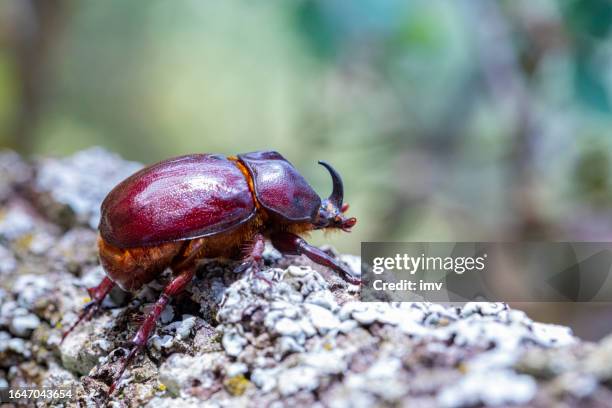 phyllognathus excavatus - katalanisches waldleben, männlicher käfer - horned beetle stock-fotos und bilder