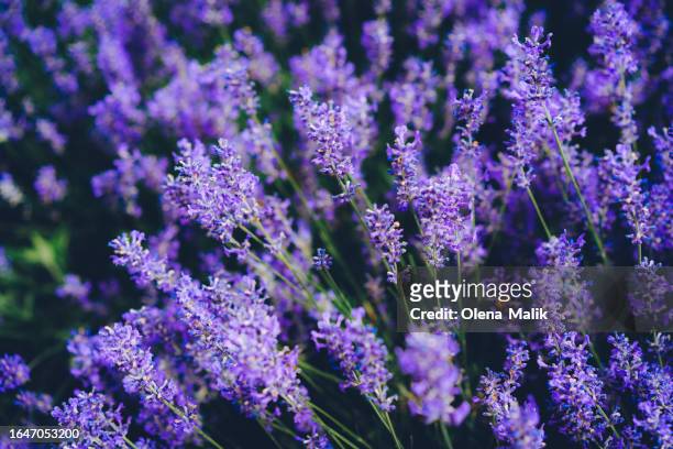 close-up of lavender flowers blooming in field against blue sky - french lavender stock pictures, royalty-free photos & images