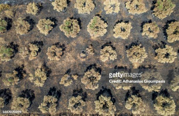 Aerial view of Burnt olive trees near Kirki village on August 29, 2023 in Alexandroupoli, Greece. The European Commission described the Northen...