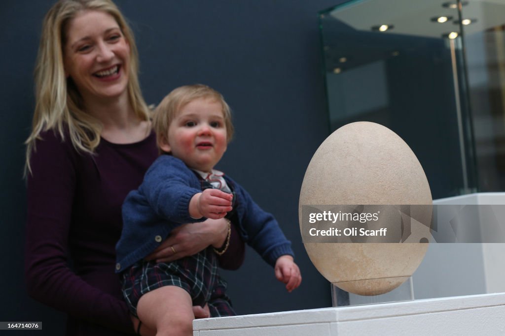 A Rare And Completely Fossilised Elephant Bird Egg On Display Ahead Of Auction At Christie's