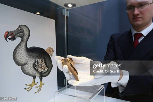 An employee at Christie's auction house holds a rare fragment from a dodo's femur bone on March 27, 2013 in London, England. The extinct bird's bone...