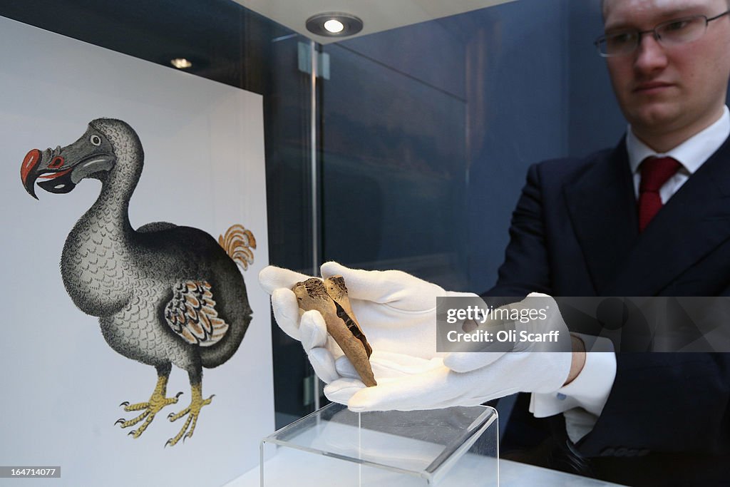 A Rare And Completely Fossilised Elephant Bird Egg On Display Ahead Of Auction At Christie's