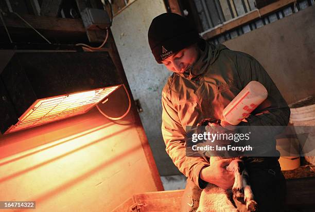 Farmer Stuart Buckle bottle-feeds a day old lamb after its mother died at his farm in the hamlet of Barras on March 27, 2013 near Kirkby Stephen,...