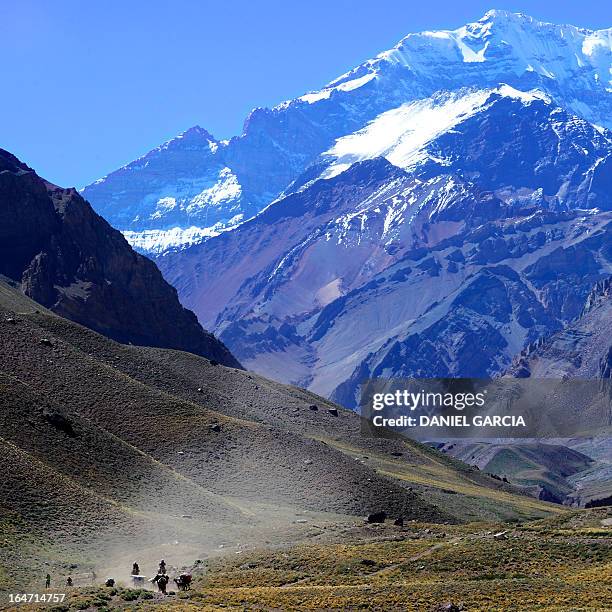 Guide with burdened mules comes down from the Aconcagua mountain on February 2, 2013. The Aconcagua is the highest mountain of the Americas, the...