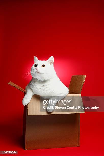 white cat in a box - cat in box stock pictures, royalty-free photos & images