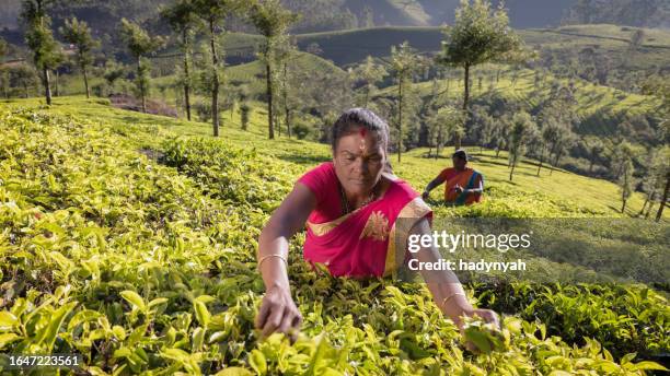 tamil musiker sammeln teeblätter auf plantation, südlichen indien - india tea plantation stock-fotos und bilder