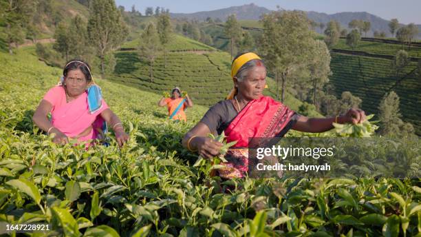 tamil pickers collecting tea leaves on plantation, southern india - india tea plantation stock pictures, royalty-free photos & images