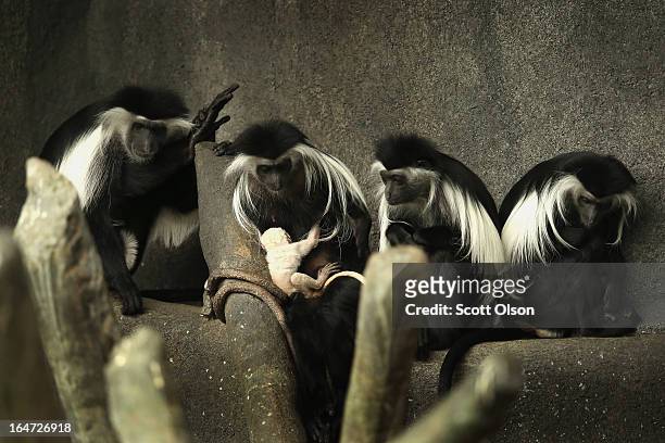 Olivia , a five-year-old Angolan colobus monkey, clutches her baby which was born March 9, at the Brookfield Zoo on March 27, 2013 in Brookfield,...