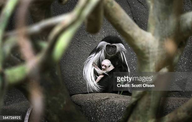 Olivia, a five-year-old Angolan colobus monkey, clutches her baby which was born March 9, at the Brookfield Zoo on March 27, 2013 in Brookfield,...