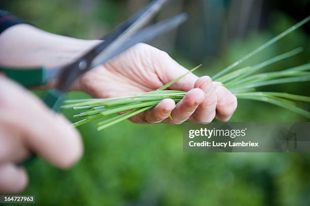 green fingers - cebolinho imagens e fotografias de stock