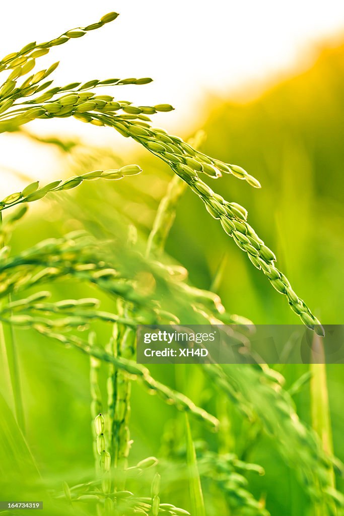 Rice paddy in sunlight