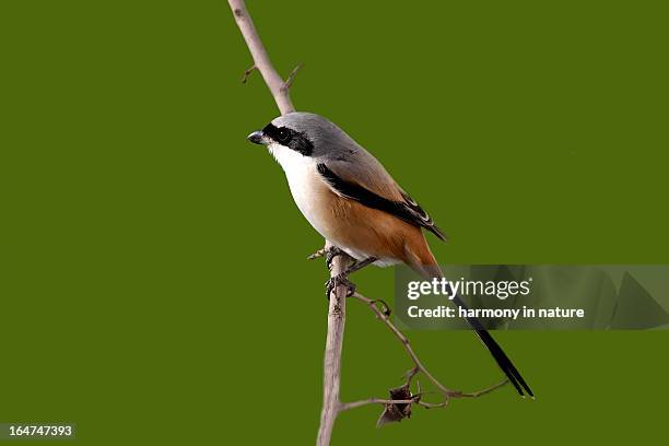long-tailed shrike (lanius schach) - lanius schach stock pictures, royalty-free photos & images