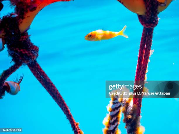 the cute greater amberjack juvenile on a red buy.

hirizo beach, nakagi, south izu, kamo-gun, izu peninsula, shizuoka, japan,
photo taken august 26, 2023.
in underwater photography. - japanese amberjack stock pictures, royalty-free photos & images