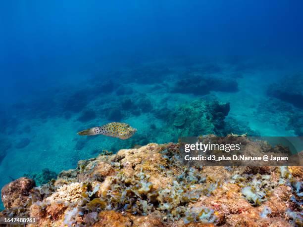 mysterious scrawled filefish juvenile, 

hirizo beach, nakagi, south izu, kamo-gun, izu peninsula, shizuoka, japan,
photo taken august 26, 2023.
in underwater photography. - scrawled stock pictures, royalty-free photos & images