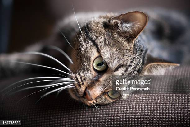 cat - animal whisker stock pictures, royalty-free photos & images