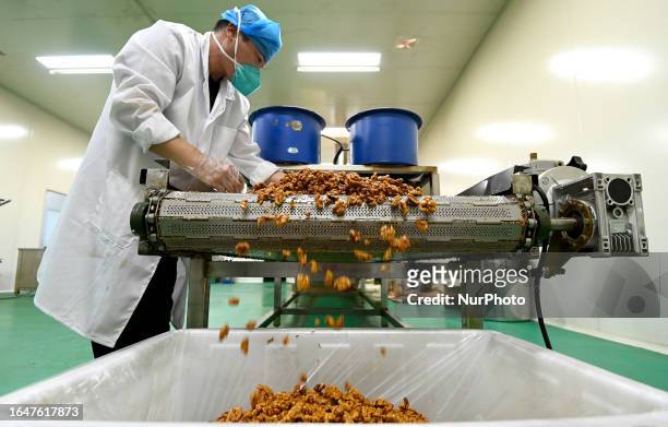 Workers process walnuts at a raw plant of a food production company in Handan, Hebei province, China, Sept. 6, 2023.