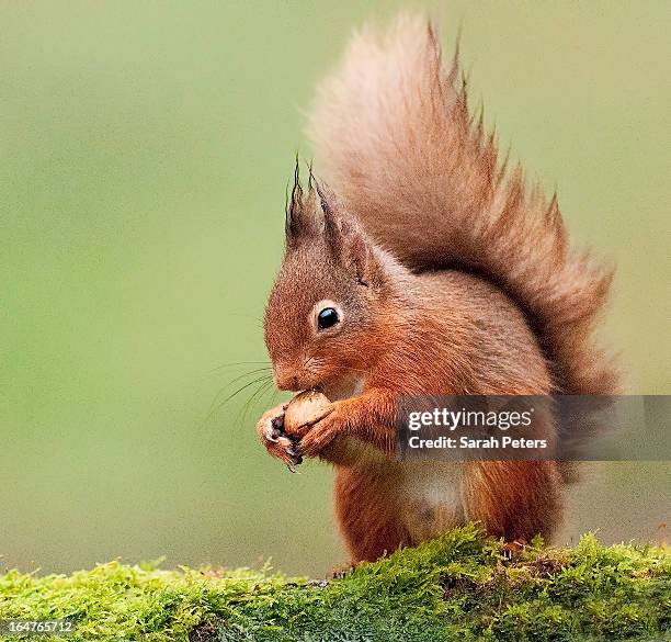 red squirrel - キタリス ストックフォトと画像