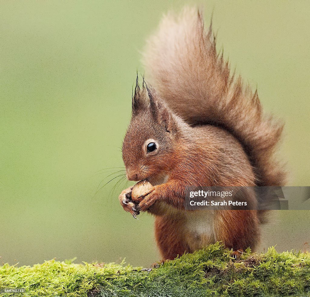 Red Squirrel
