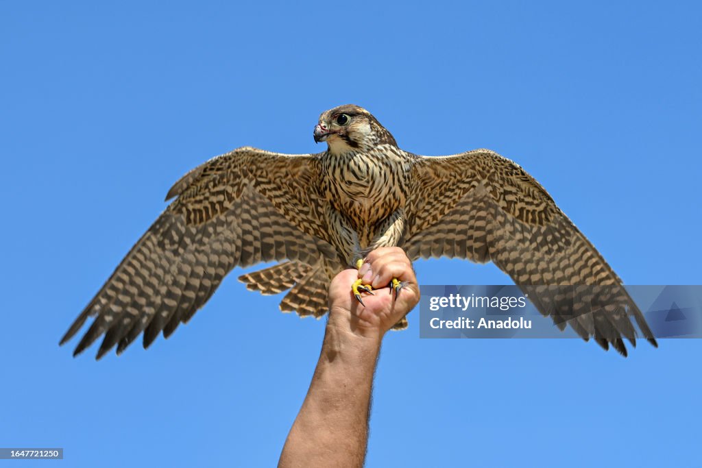 Exhausted peregrine falcon under treatment during its migration journey in Van