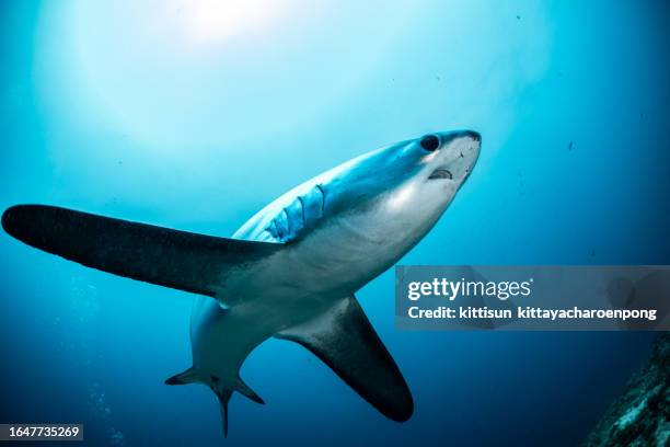 thresher shark over coral reef - mietitrebbia foto e immagini stock