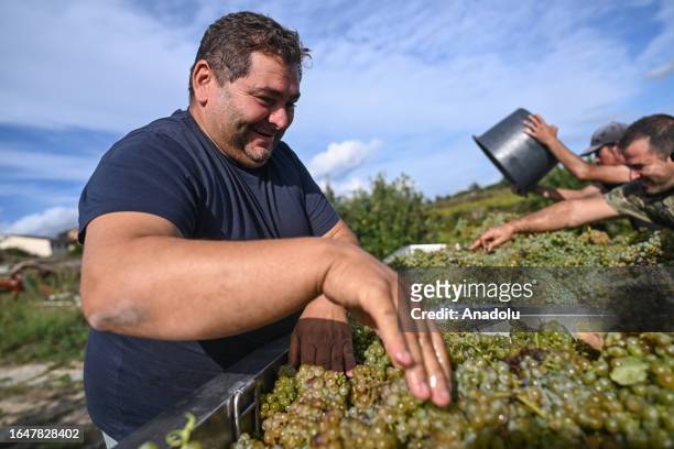 Workers load the Alvarinho grape to a truck during the harvest in Moncao, Portugal on September 04, 2023. For the first time, Moncao cooperative...