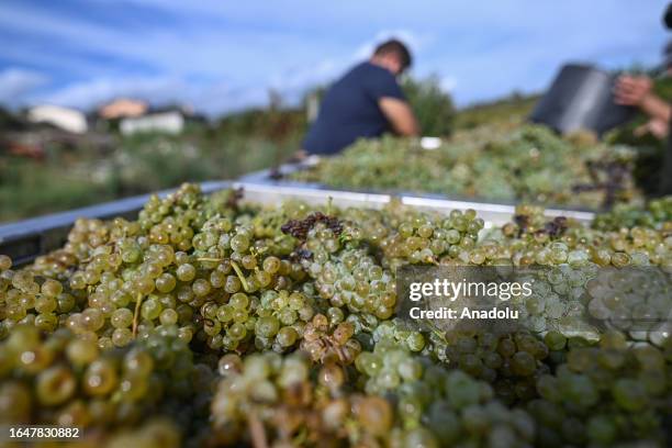 View of the harvested Alvarinho grapes in Moncao, Portugal on September 04, 2023. For the first time, Moncao cooperative winery, which cooperates...