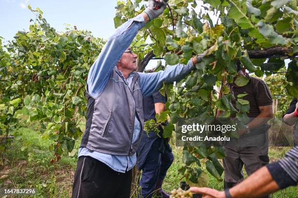 Workers harvest the Alvarinho grape in Moncao, Portugal on September 04, 2023. For the first time, Moncao cooperative winery, which cooperates with...