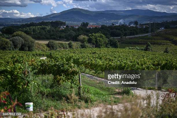 General view of field of the Alvarinho grape in Moncao, Portugal on September 04, 2023. For the first time, Moncao cooperative winery, which...