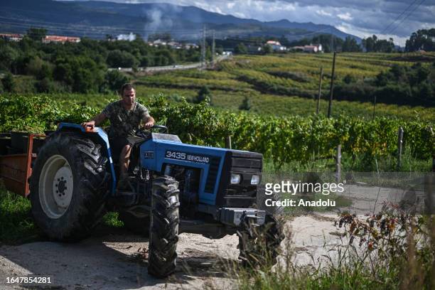 Worker drives a vehicle during the Alvarinho grape harvest in Moncao, Portugal on September 04, 2023. For the first time, Moncao cooperative winery,...