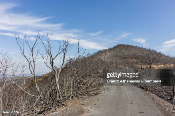 Burnt forest near Lefkimi village at Dadia Lefkimi National Park on August 29, 2023 in Alexandroupoli, Greece. The European Commission described the...