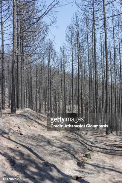 Burnt forest near Kirki village on August 29, 2023 in Alexandroupoli, Greece. The European Commission described the Northen Greece blaze as the...