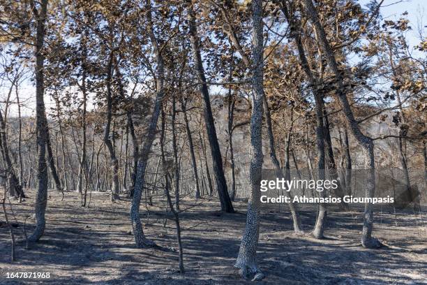 Burnt forest near Lefkimi village at Dadia Lefkimi National Park on August 29, 2023 in Alexandroupoli, Greece. The European Commission described the...