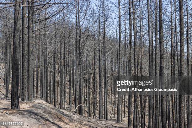 Burnt forest near Kirki village on August 29, 2023 in Alexandroupoli, Greece. The European Commission described the Northen Greece blaze as the...