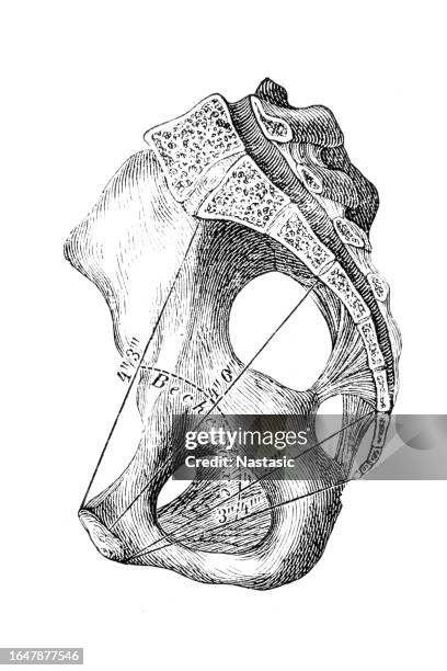 pelvis (female) - spinal cord cross section stock illustrations