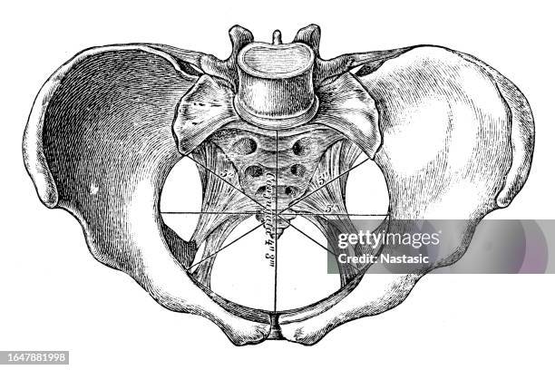 pelvis (female) - pubis stock illustrations