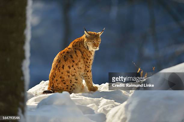 lynx, lynx lynx - eurasischer luchs stock-fotos und bilder
