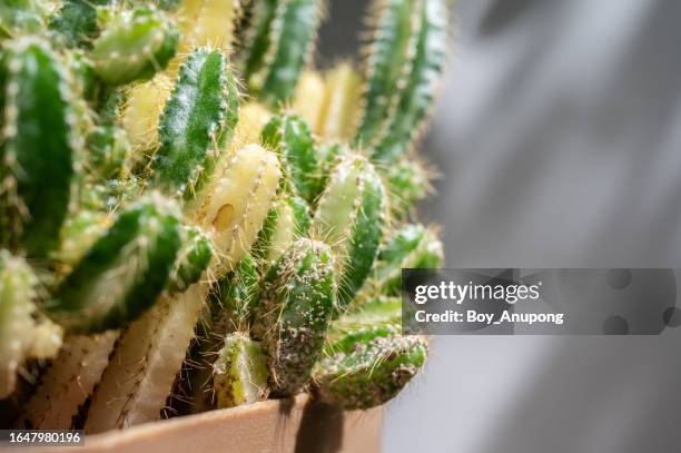 fairy castle cactus (cereus tetragonus) having problem with scale insect attached and sucking sap from this plant. - scale insect stock pictures, royalty-free photos & images