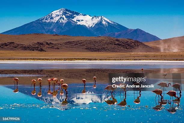 bolivian altiplano - bolivia stock pictures, royalty-free photos & images