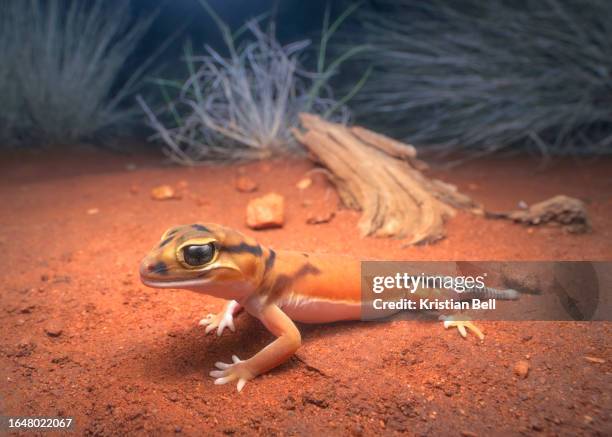 close-up portrait of a wild smooth knob-tail gecko (nephrurus laevissimus) from arid inland of australia at night on a sand substrate and vegetation in background - australian gecko stock pictures, royalty-free photos & images